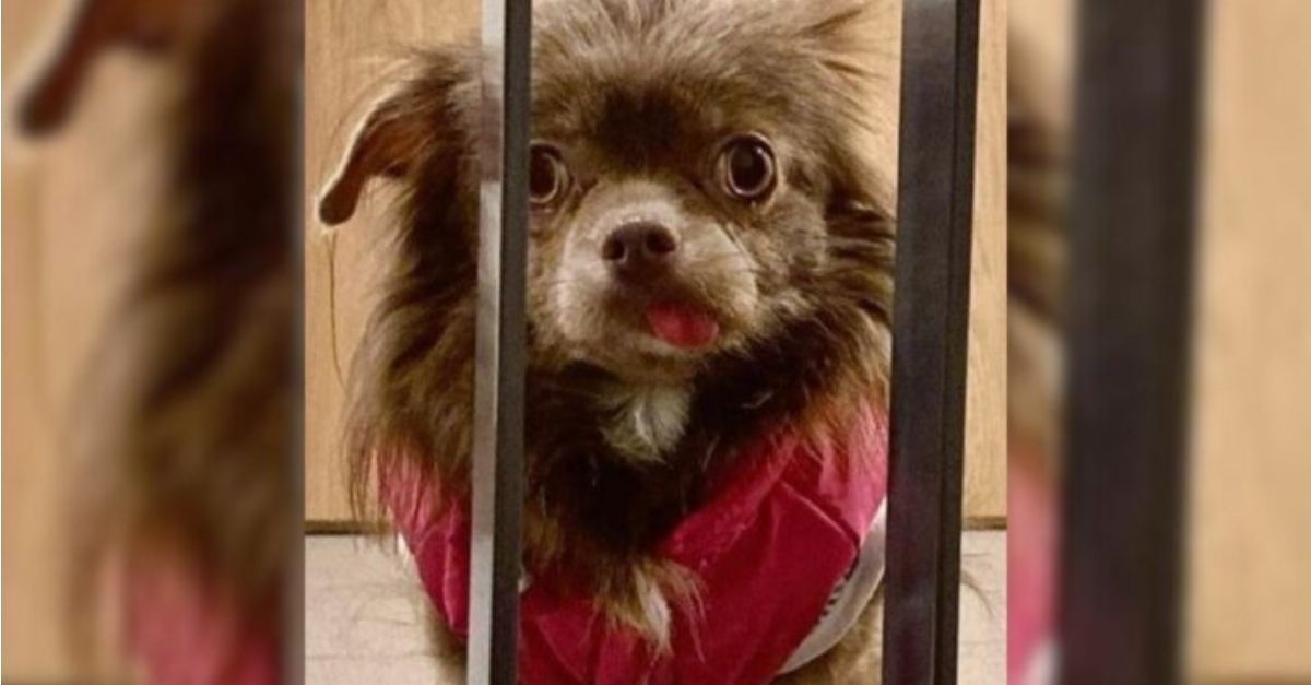 A Charming Dog, Once Confined to a Cage and Enduring a Sad Existence, Discovers Her Joy