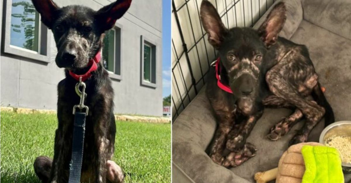 A malnourished puppy appeared on a woman’s porch, seeking assistance, and now aspires to discover a caring family