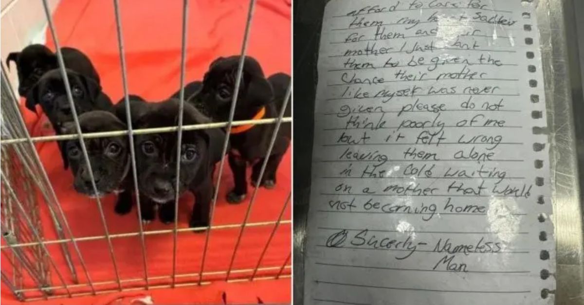 Shelter personnel arrived at their workplace to discover a litter of puppies left at the entrance, accompanied by a note placed beside them