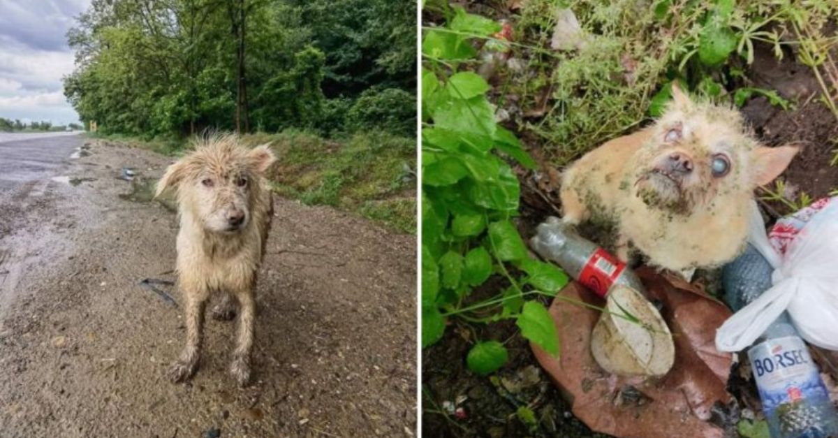 Rescuers were astonished to witness this stray puppy pleading for assistance for her blind companion