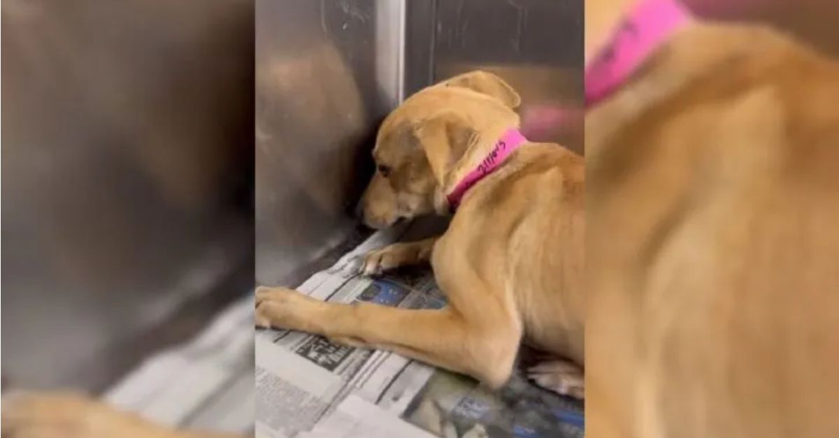 Rescuers successfully saved a terrified dog that continued to tremble even after being brought to the shelter