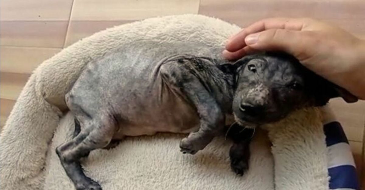 A puppy thrown in the trash can couldn’t stop shaking until it met a kind person