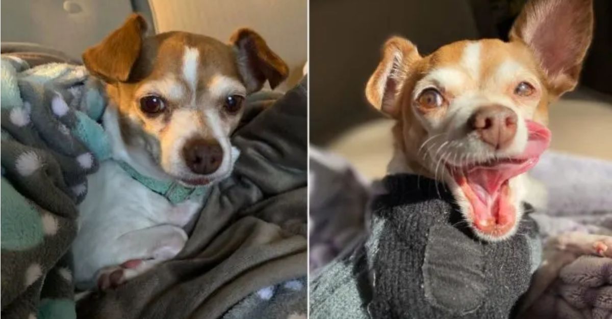 A 16-Year-Old Chihuahua Scheduled for Euthanasia Receives an Unexpected Opportunity for Survival