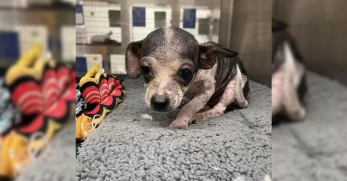 A small Chihuahua puppy from Tiny Shelter receives an abundance of affection and transforms into a ‘new dog’