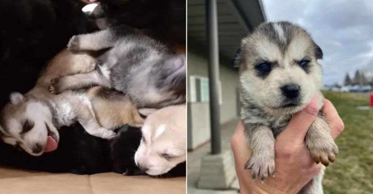 Eight Husky Dogs Were Scheduled to Be Euthanized, But Their Endings Were Changed by One Special Person