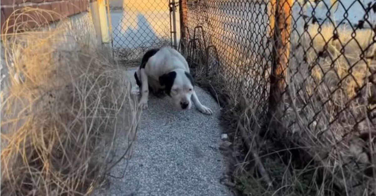 Scene that will make you cry: Scared stray dog ​​hugs the man who helped him for the first time