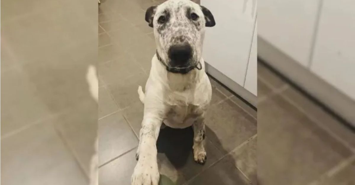 This shelter dog experienced rejection on two occasions within a few months, which deeply saddened her