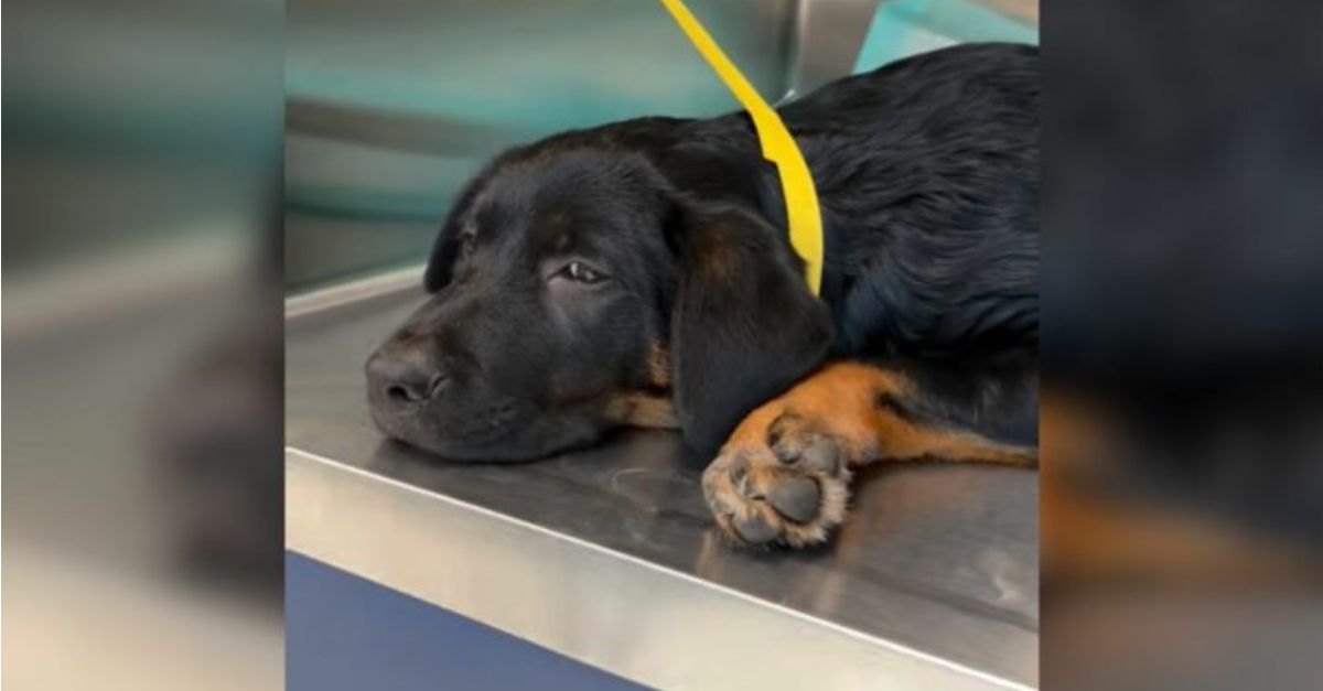 A 12-week-old puppy with a fractured leg was taken to the veterinarian with the intention of euthanasia, but a nurse saved its life