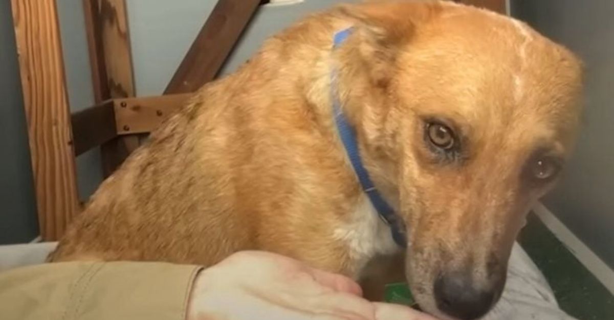 Rescue dog overcomes fear of going into homes after meeting someone special