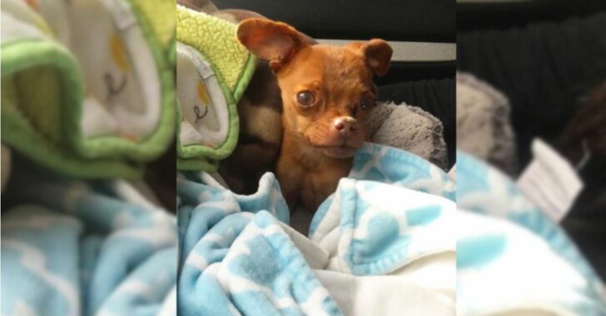 A puppy was about to die from respiratory problems, but one woman changed his life