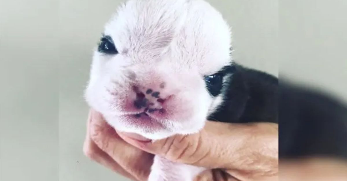 This newborn puppy faced numerous challenges until it encountered a new companion