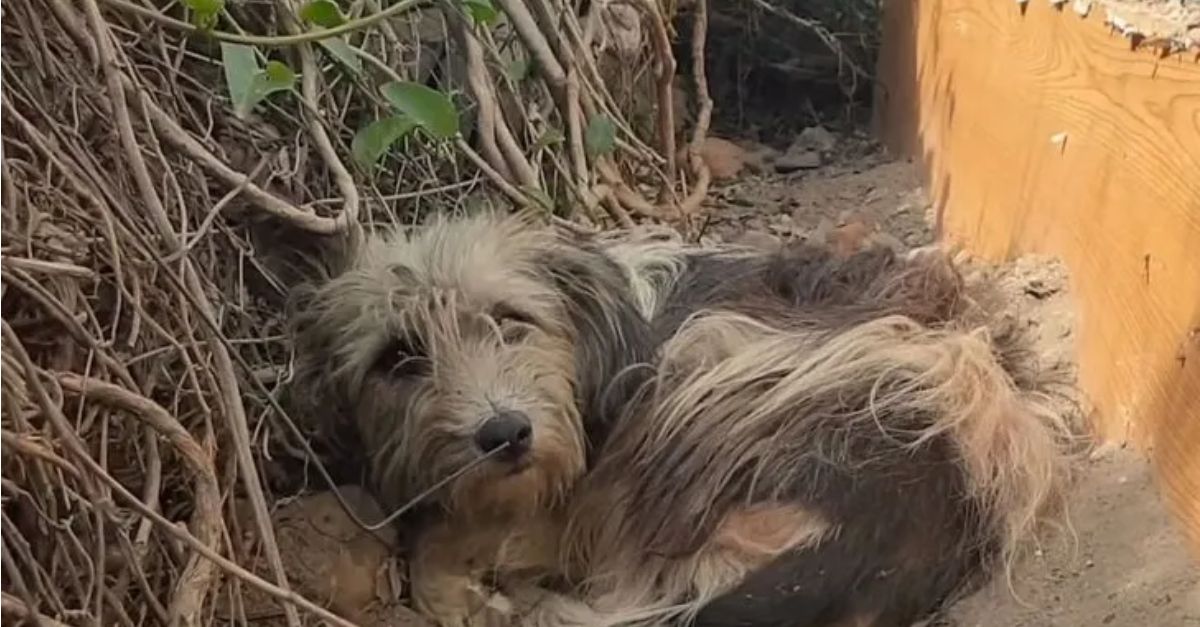 A forsaken dog remains steadfast on the doorstep of her former residence, yearning for the return of her owners