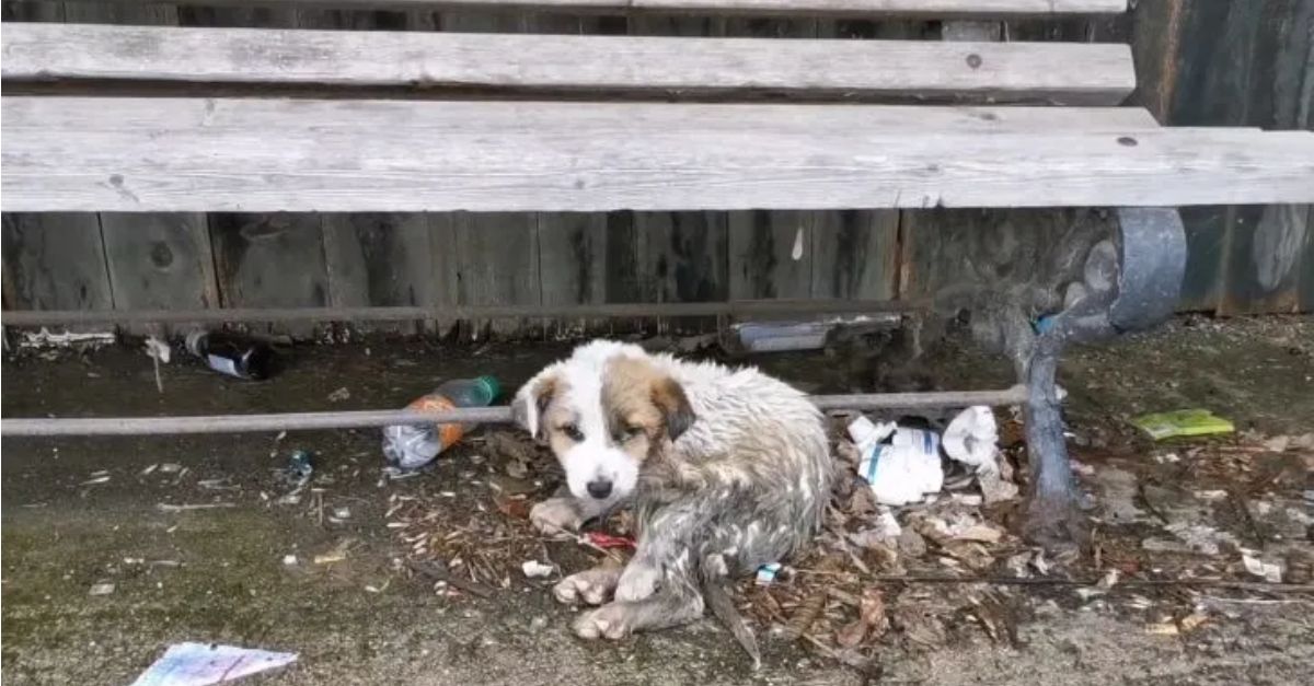 This abandoned puppy suffered for a long time, but in the end he had a happy ending