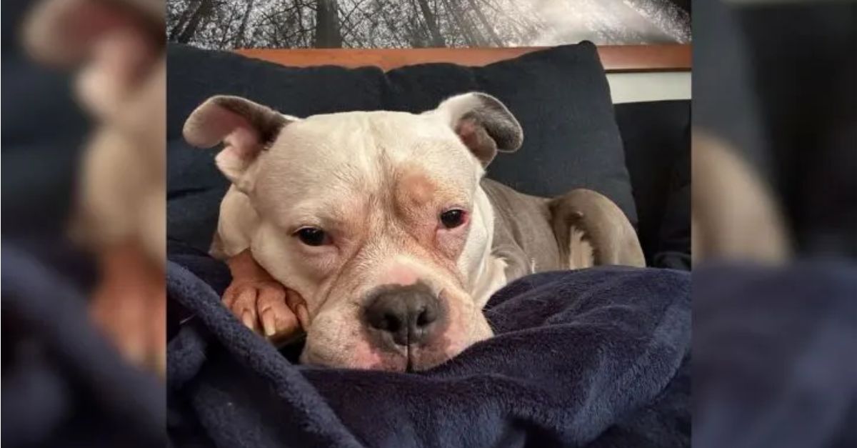 A dog that was abandoned at a shelter after being utilized for breeding has now embarked on a completely new life