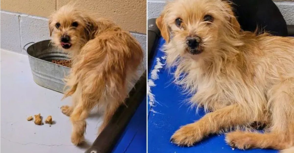 A Highly Anxious Dog on the Brink of Euthanasia Underwent a Remarkable Transformation Following Adoption