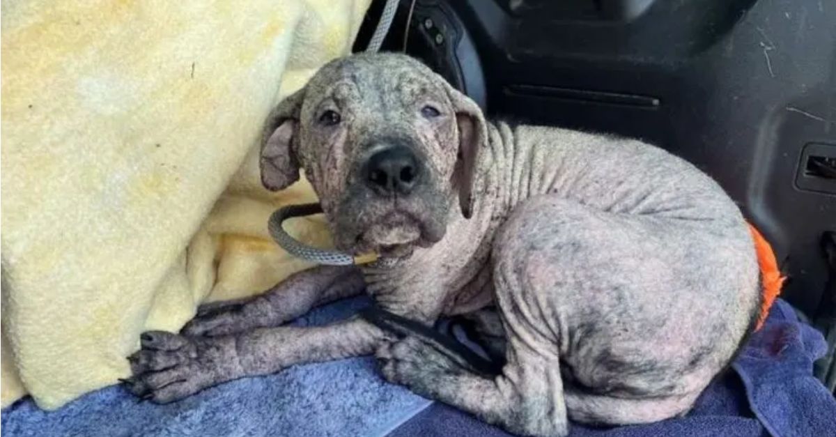 A Hairless Dog Undertakes a Life-Changing Journey and Transforms into the Most Adorable Fluff