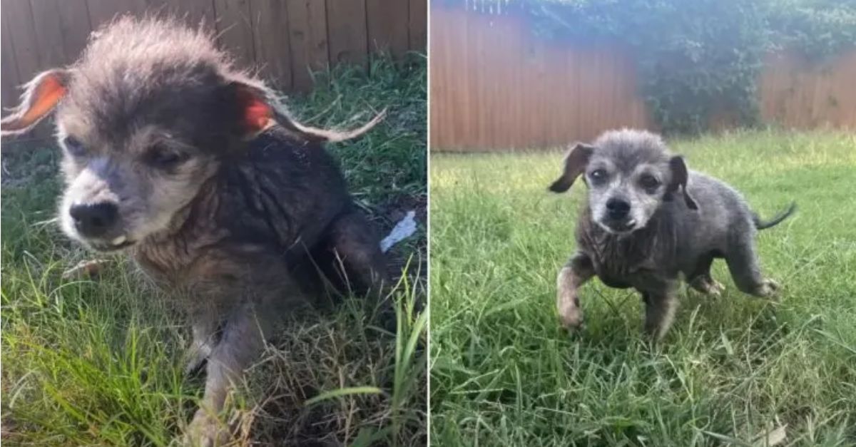 This 16-year-old dog experienced depression following his owners’ decision to surrender him to a shelter