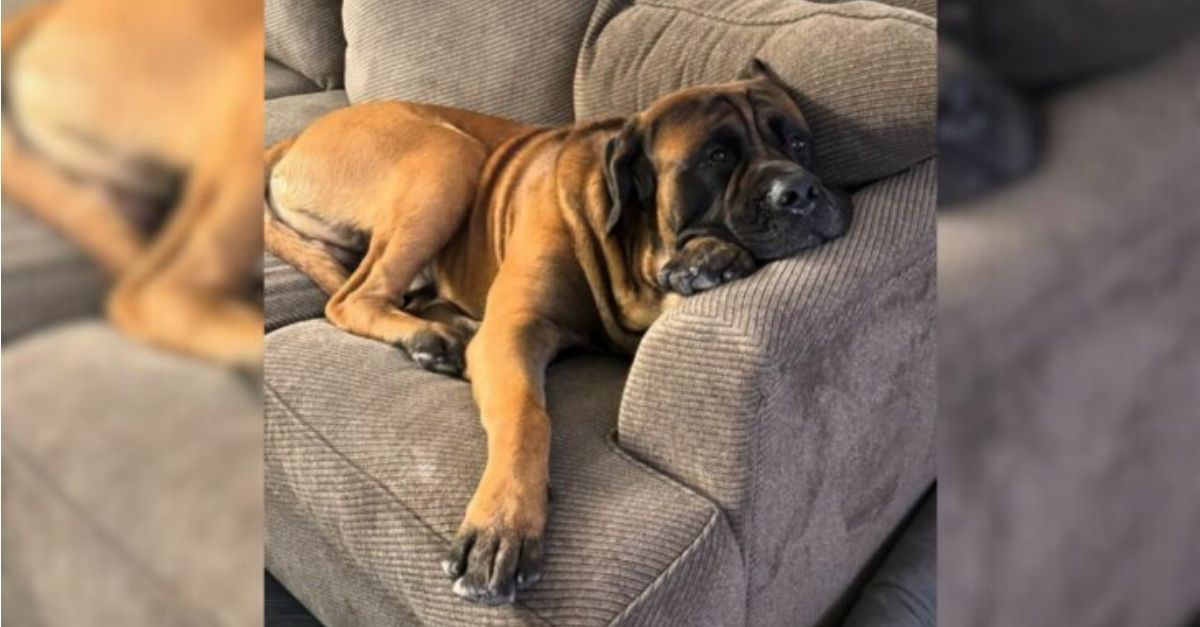 A grief-stricken giant dog faces immense difficulty in coming to terms with the profound loss of his younger sister