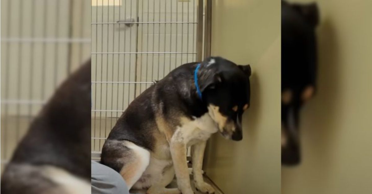 A devastated dog, returned to the shelter, remains fixated on the wall, withdrawing from the surrounding world