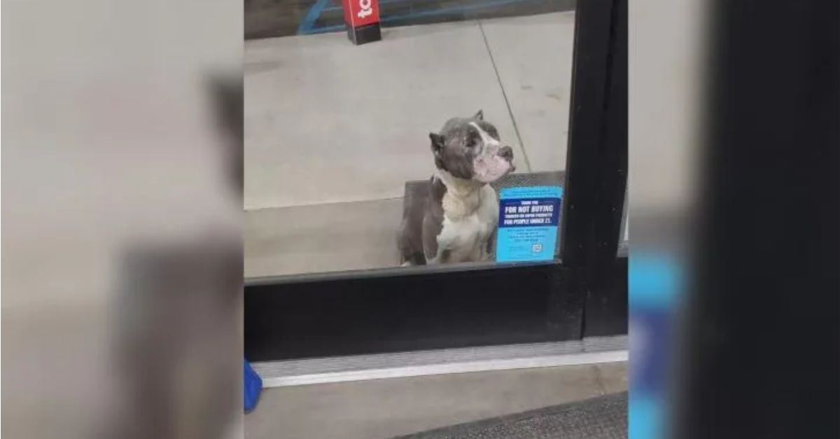 A sorrowful dog remains seated in front of the store, pleading for assistance from passersby through the glass door