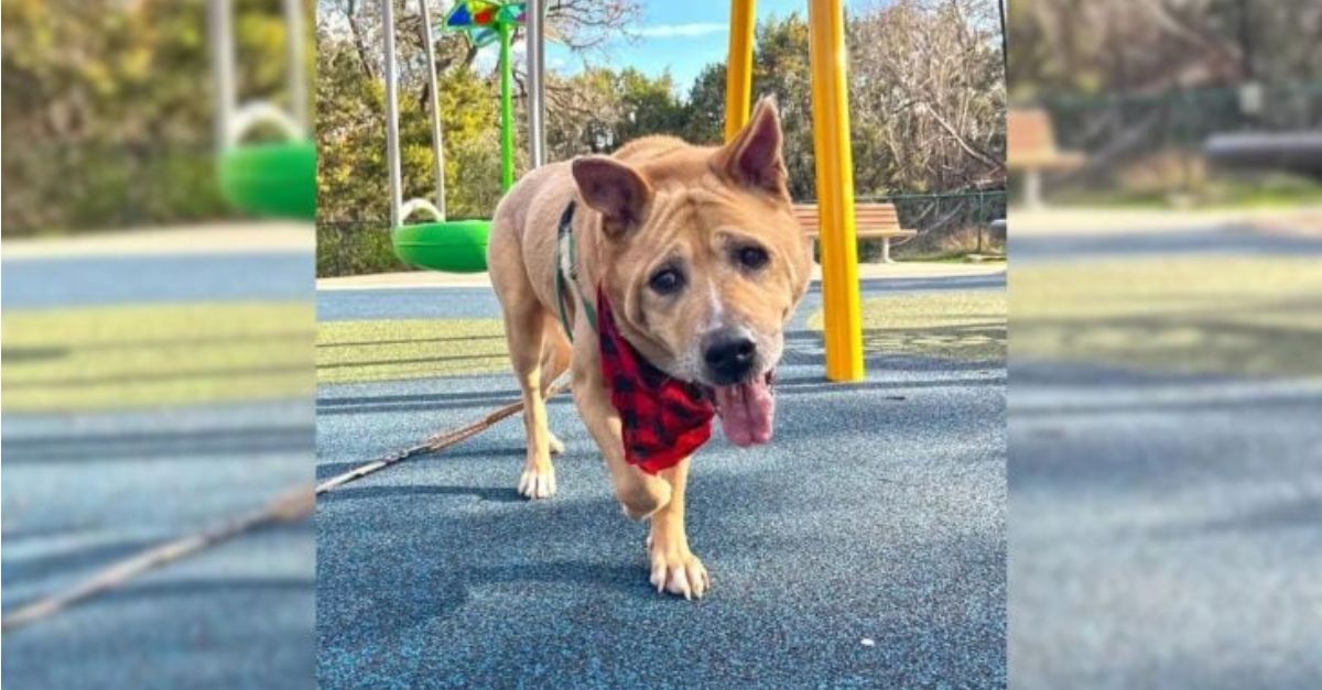 A senior dog that had resided in a shelter for over 700 days expresses immense joy upon finally finding a home