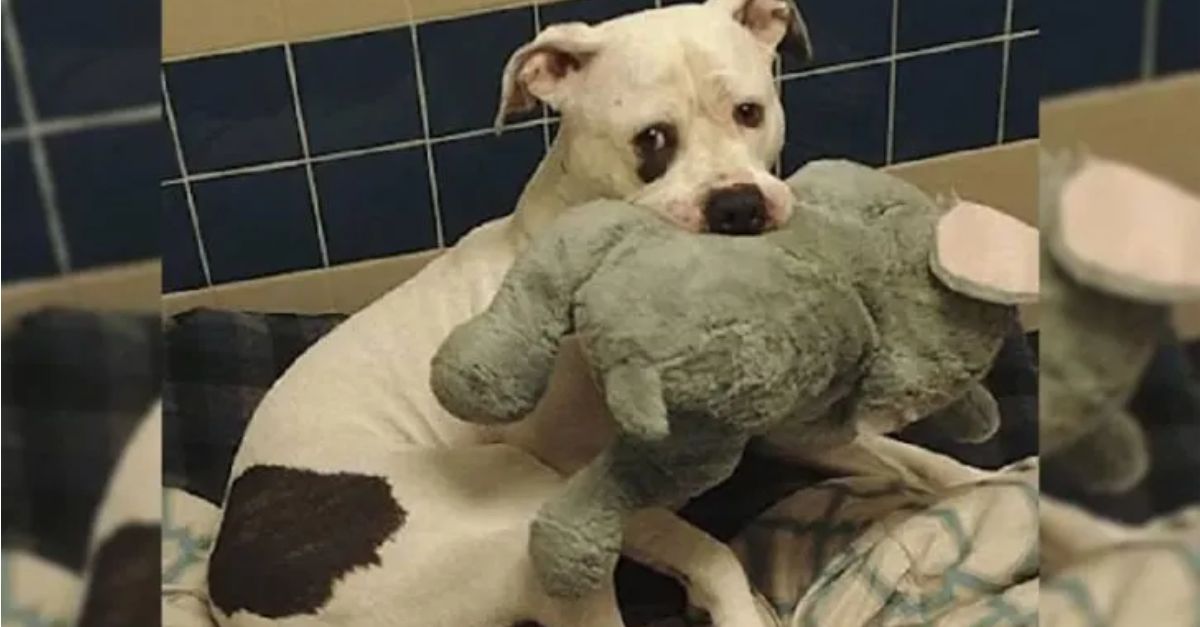 A dog about to be euthanized keeps hugging its stuffed toy