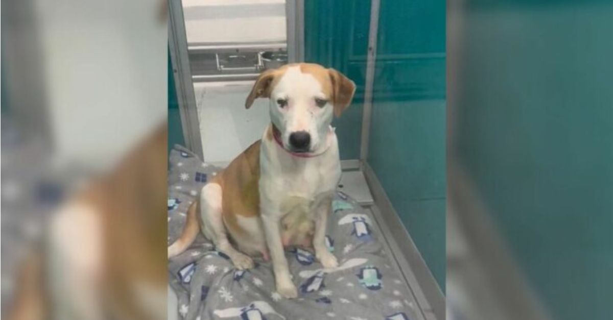 A Pregnant Dog, Despairing of Rescue, Receives a Miracle Just 30 Minutes Prior to Her Scheduled Euthanasia