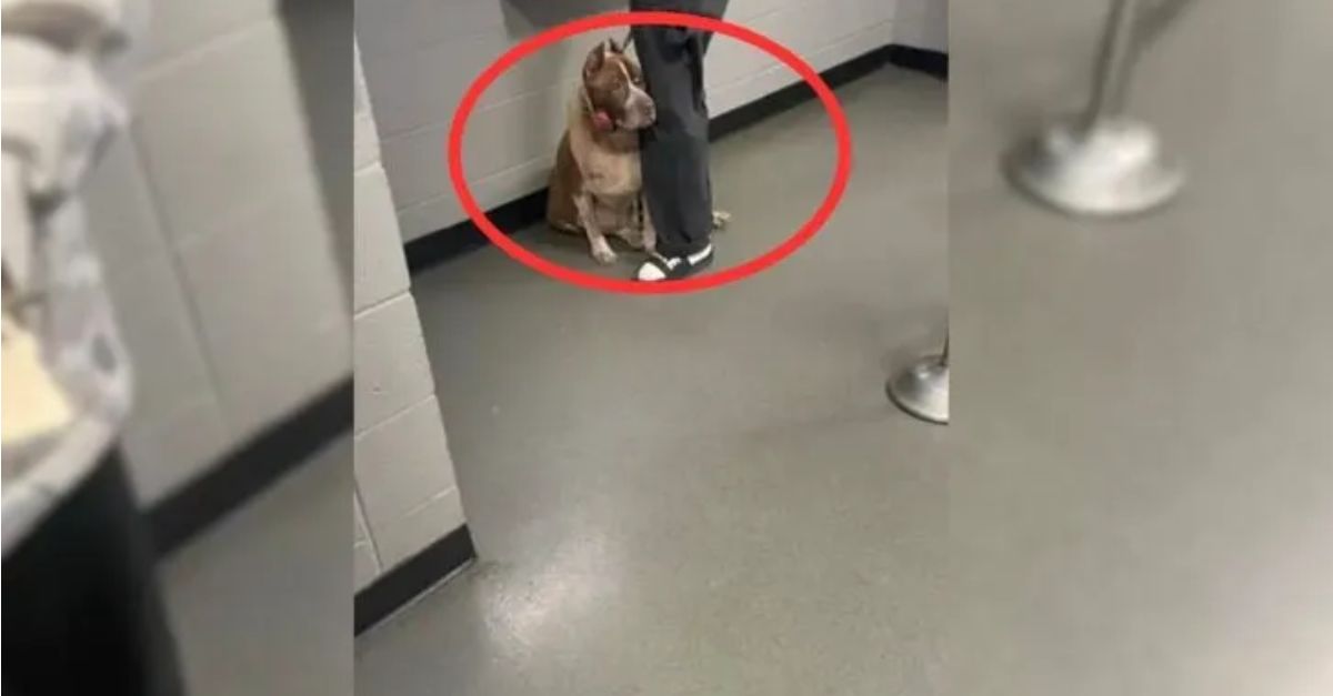 A dog realizes that its owner is about to leave it, causing it to hug its owner tightly