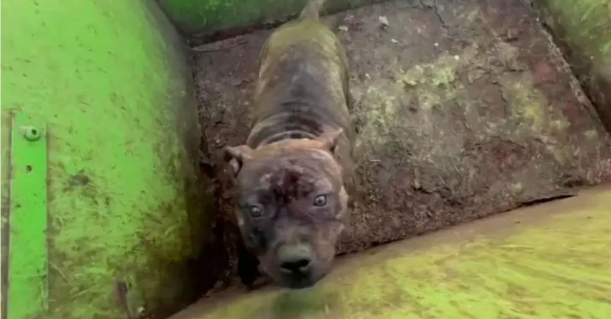 Rescuers lift the lid of a dumpster and are met with the sight of the most endearing eyes gazing back at them