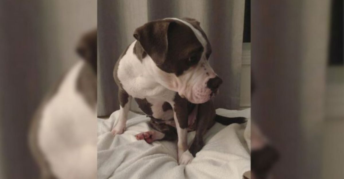 This dog, listed for euthanasia, possesses a sorrowful bark that moves everyone to tears