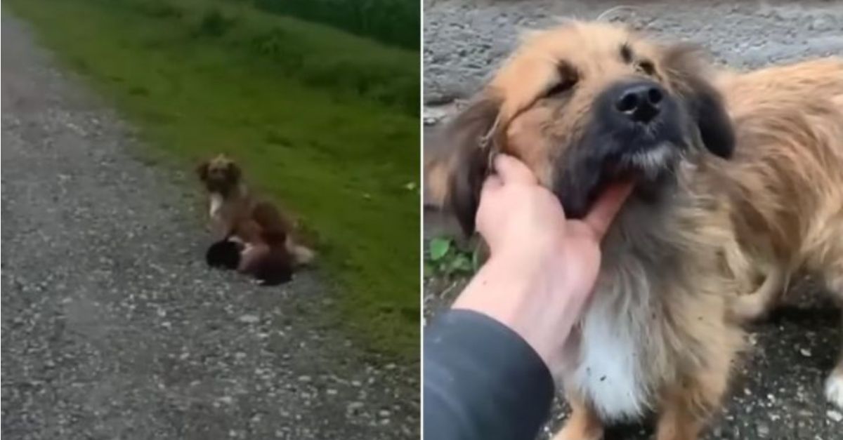 A mother dog, in a state of desperation, implored those passing by to assist in rescuing her puppies