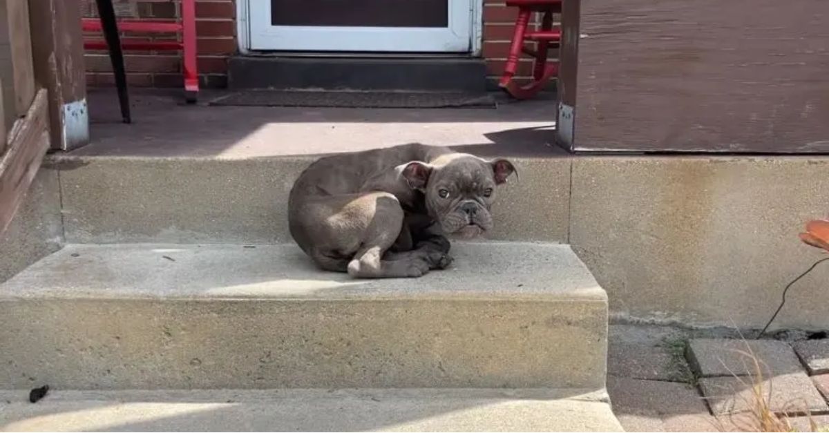 A Stray Dog Dozed Off on a Porch, Only to Awaken to an Astonishing Surprise