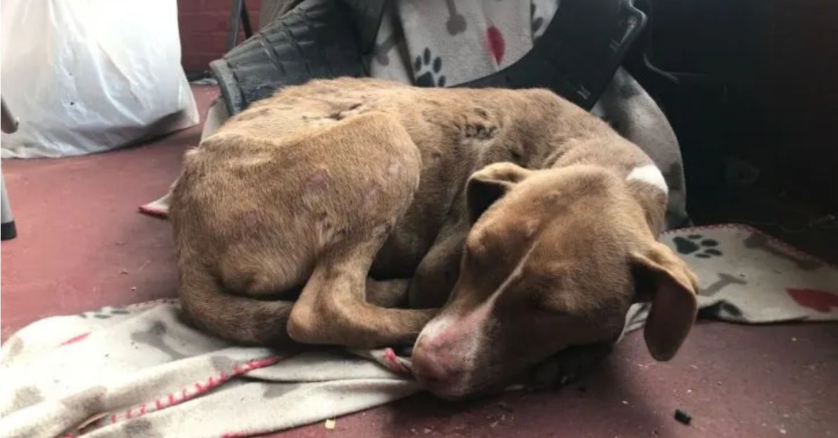 A distressed and injured dog sought refuge on a woman’s porch, hoping to receive assistance