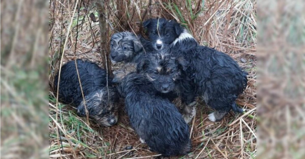 A Hiker Stunned to Find Six Vulnerable Young Animals Struggling on a Mountain Summit