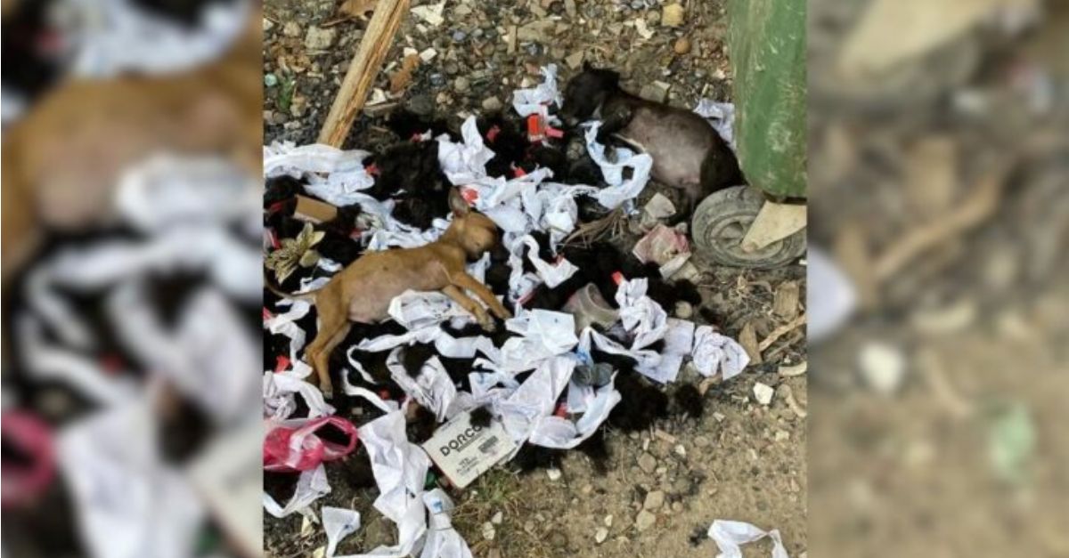 Two severely neglected puppies were discovered resting on a heap of garbage, fighting for their survival