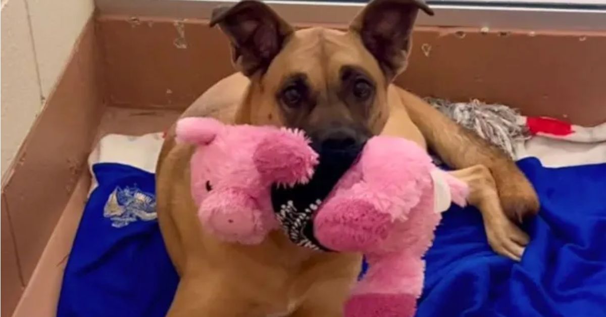 This affectionate shelter dog devoted three entire years in anticipation of being noticed by a potential adopter