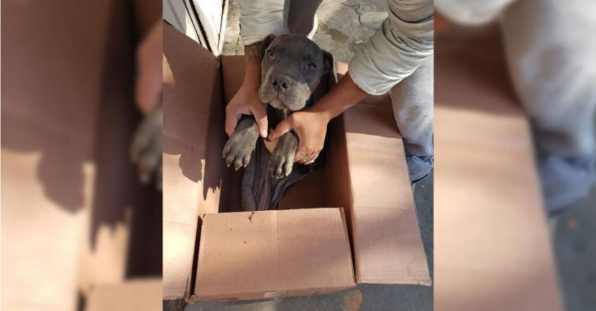 Rescuers discovered a dog inside a box adjacent to the shelter, accompanied by a note from its owner