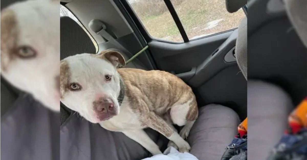 A Compassionate Rescuer from Illinois Saves a Dog Just Before the Storm Arrives