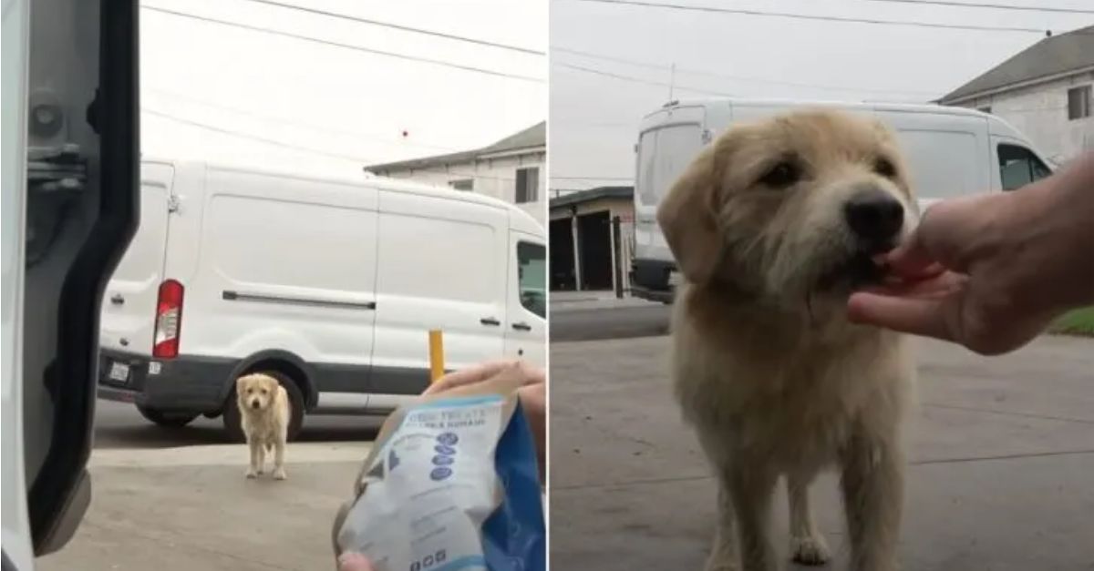 A Stray Dog Saved Just Before the Onset of a Significant Storm