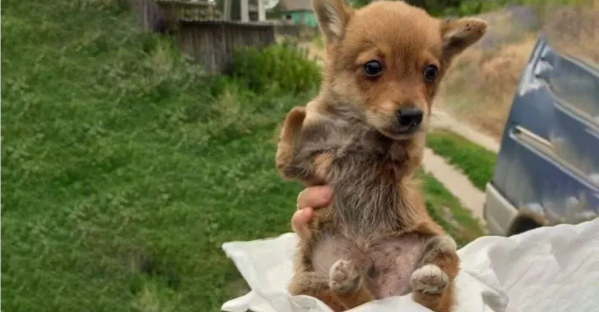 Rescuers shocked to find legless puppy dumped in dumpster prompts immediate action