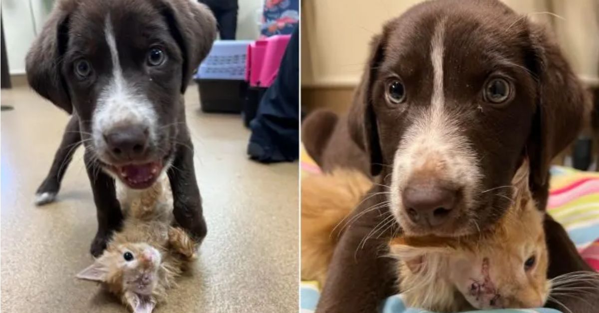 A puppy that underwent life-saving surgery developed a deep bond with another individual who experienced a similar journey