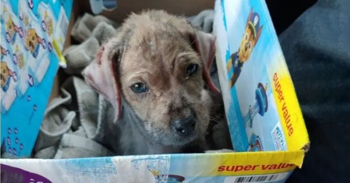 A dog discovered wrapped in a blanket on a bustling road in Oregon is given a new opportunity for life