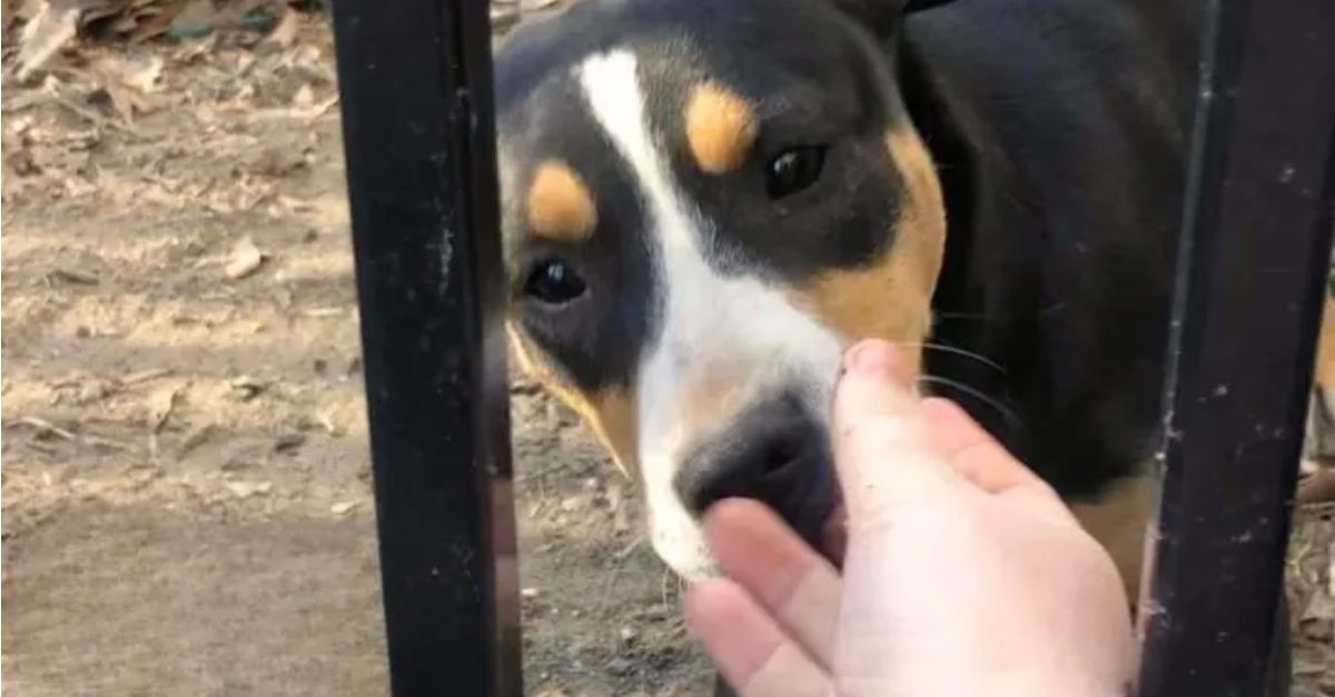 This frightened puppy regained his ability to trust after forming a bond with his new mother from Oregon