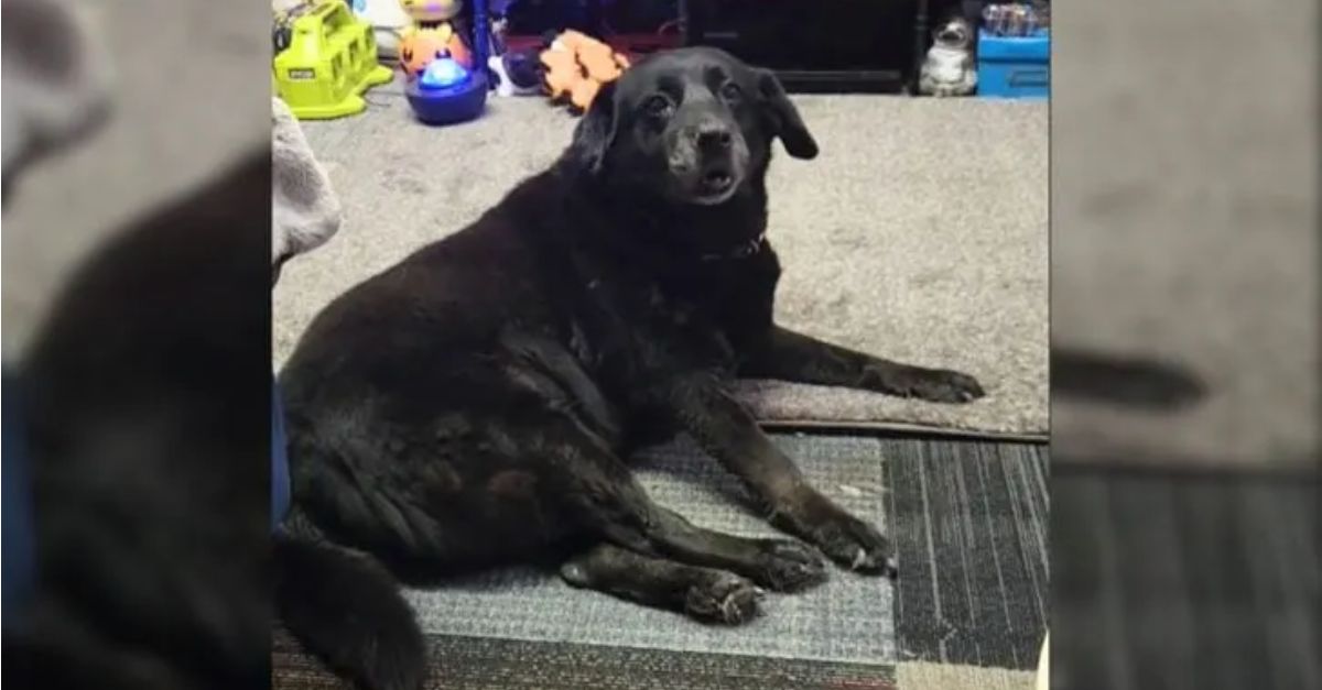 A Kindhearted Person Rescued a Gentle 15-Year-Old Dog Abandoned at the Ohio Cat Shelter