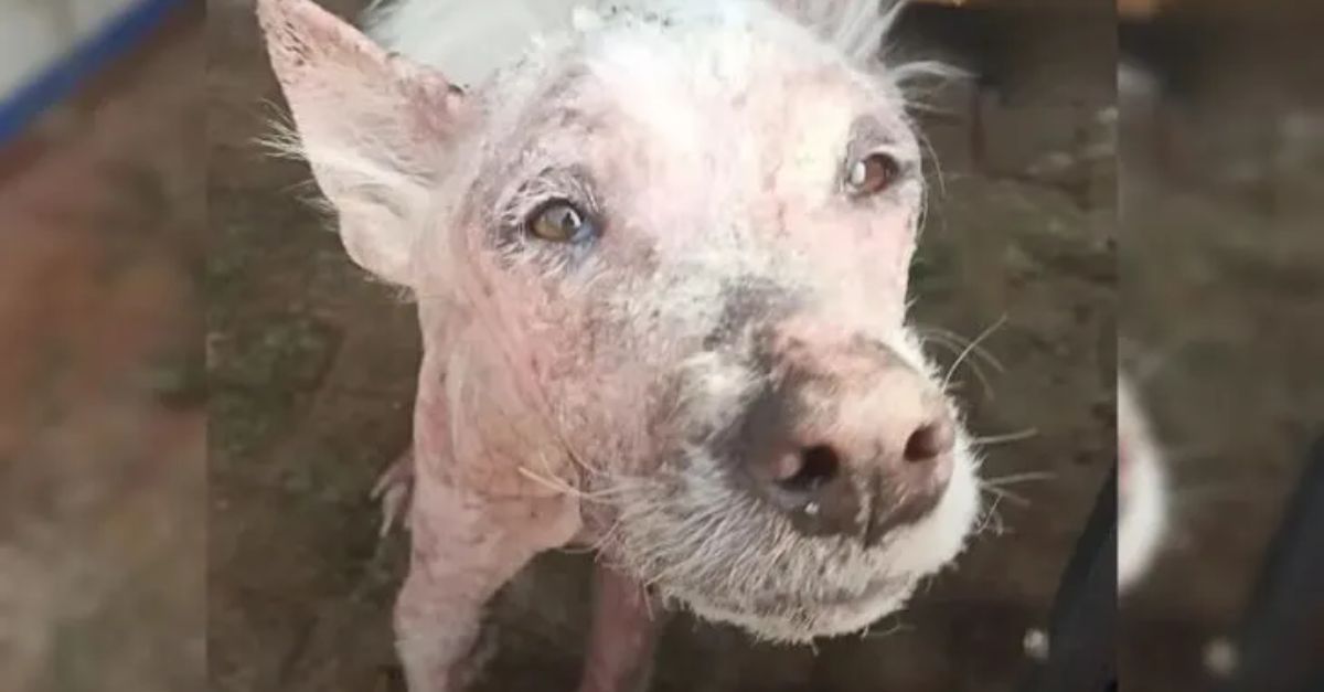 This Hairless and Malnourished Dog Had the Most Amazing Transformation Ever