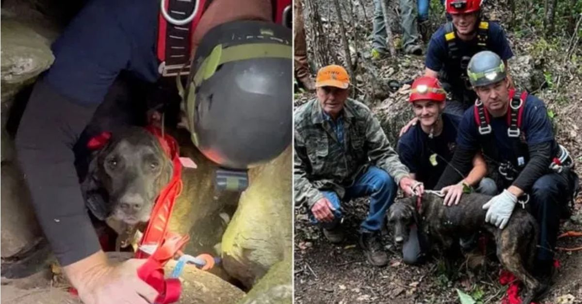 A dog remained trapped in a cave alongside a bear for three days before rescuers were able to provide assistance