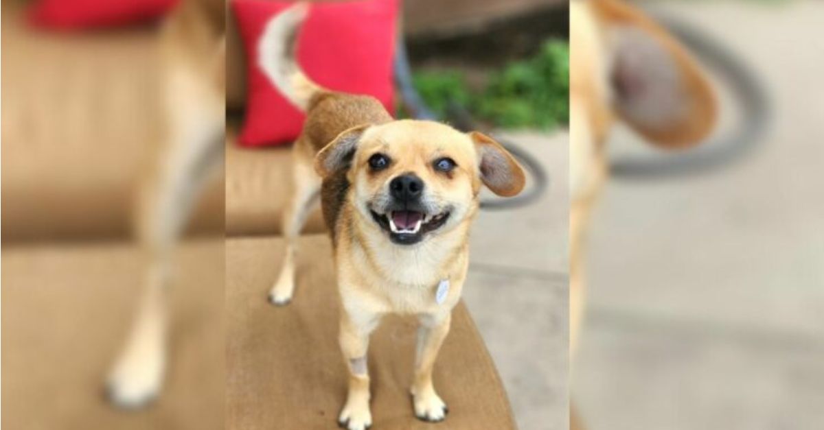 A small dog was relinquished to a shelter following the eviction of his owner from their residence