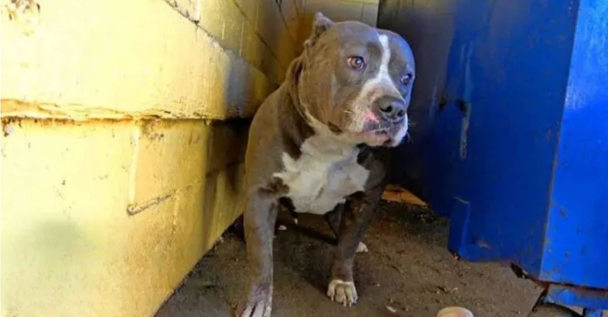 An abandoned Pit Bull trembled continuously until she was embraced by her rescuers