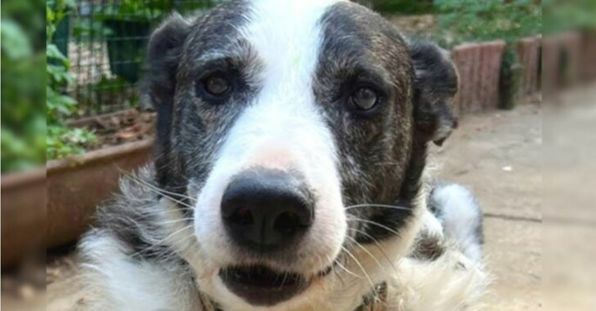 A Hunter Abandons His Senior Dog for Being ‘Ineffective,’ Yet a Hero Emerges to Rescue the Situation