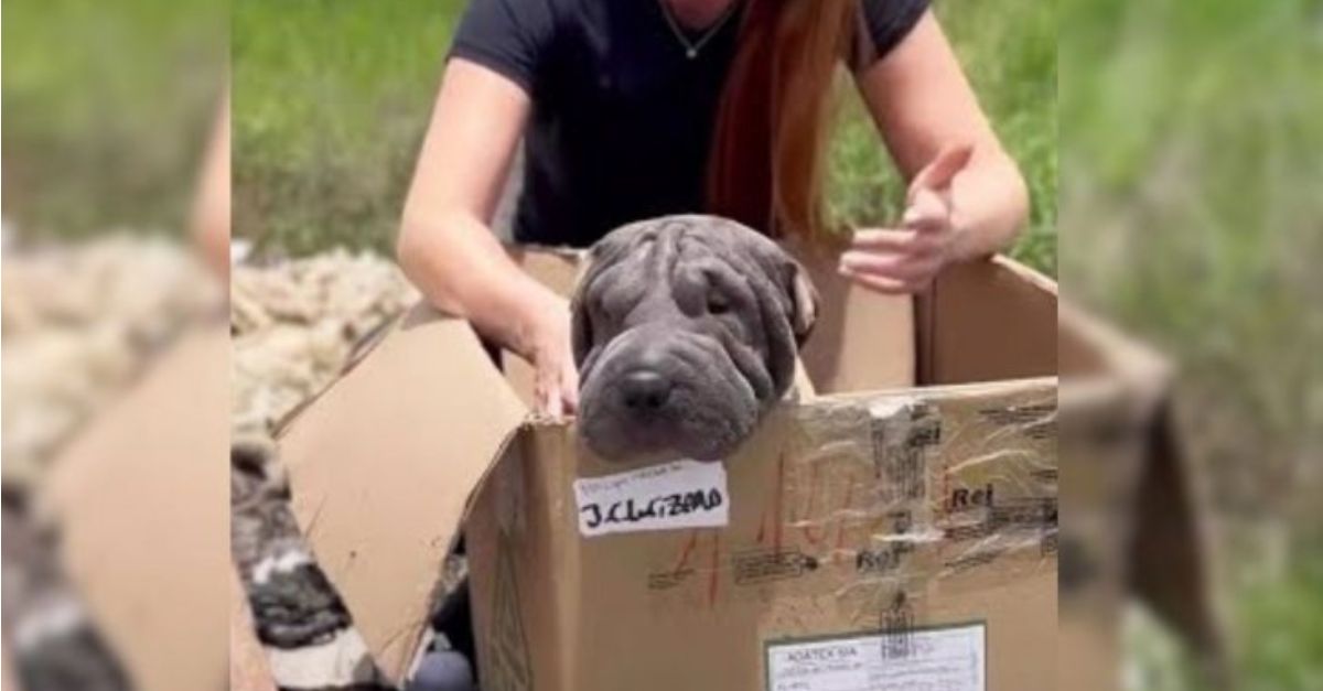 A visually impaired mother dog abandoned in a landfill clings to a box, yearning for the chance to be reunited with her puppies